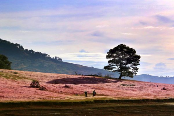 Cây thông cô đơn trên đồi cỏ hồng